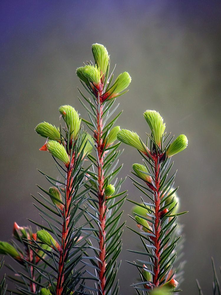Фотография автора Роман Савоцкий