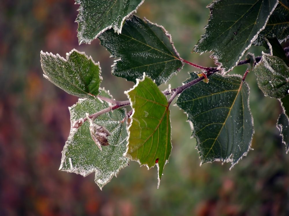 Фотография автора Роман Савоцкий
