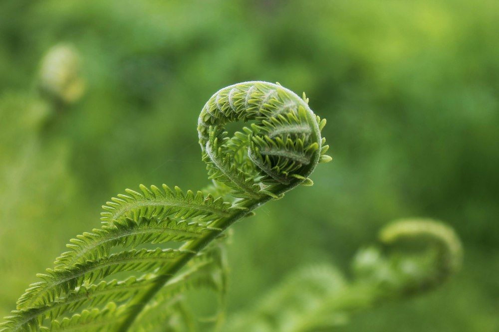 Photograph by Алла Бойко