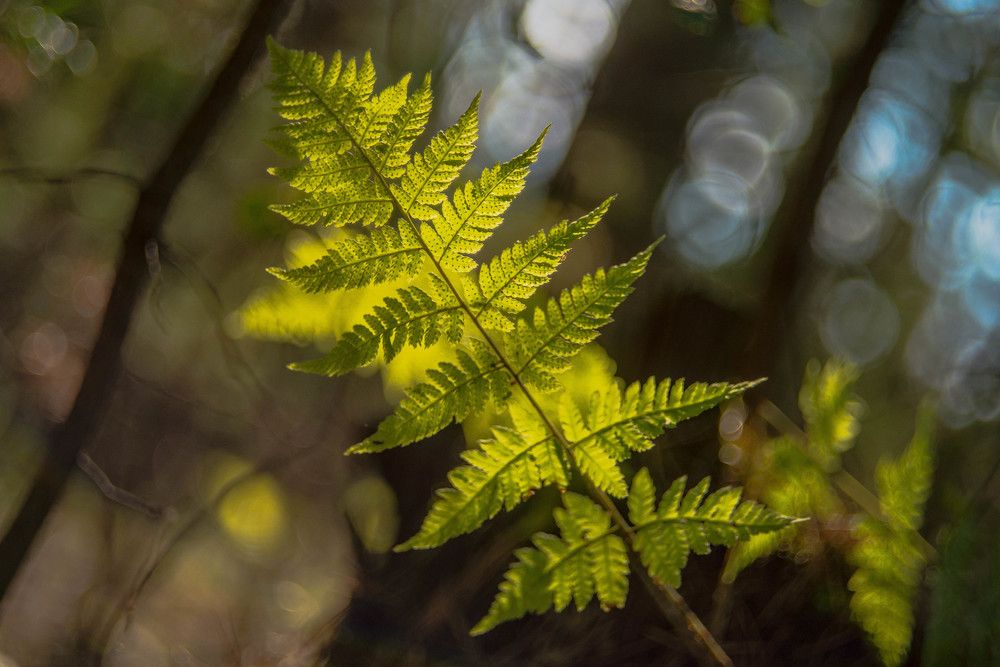 Photograph by Наталья Лещинская