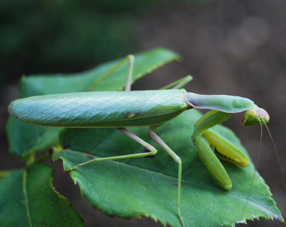 Photograph by Ирина Чувило