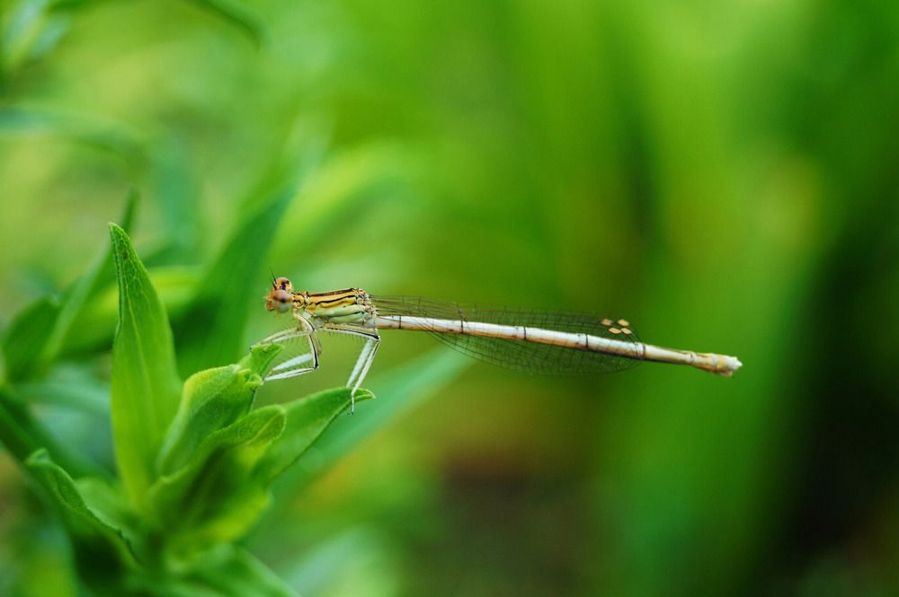 Photograph by Ирина Чувило