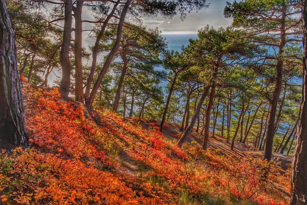 Photograph by Василиса Прекрасная