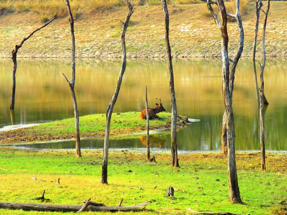 Lone sambar in the distance