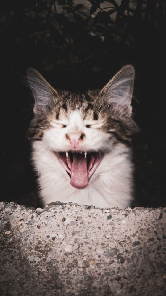 Photograph by Ehsan Fathi