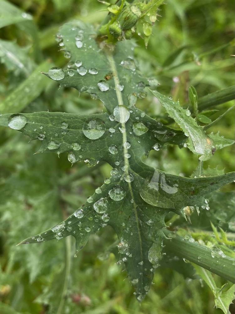 Photograph by Алиса Лукина