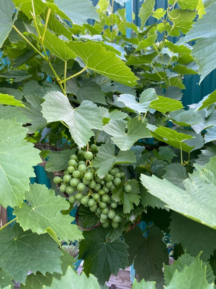 Photograph by Алиса Лукина