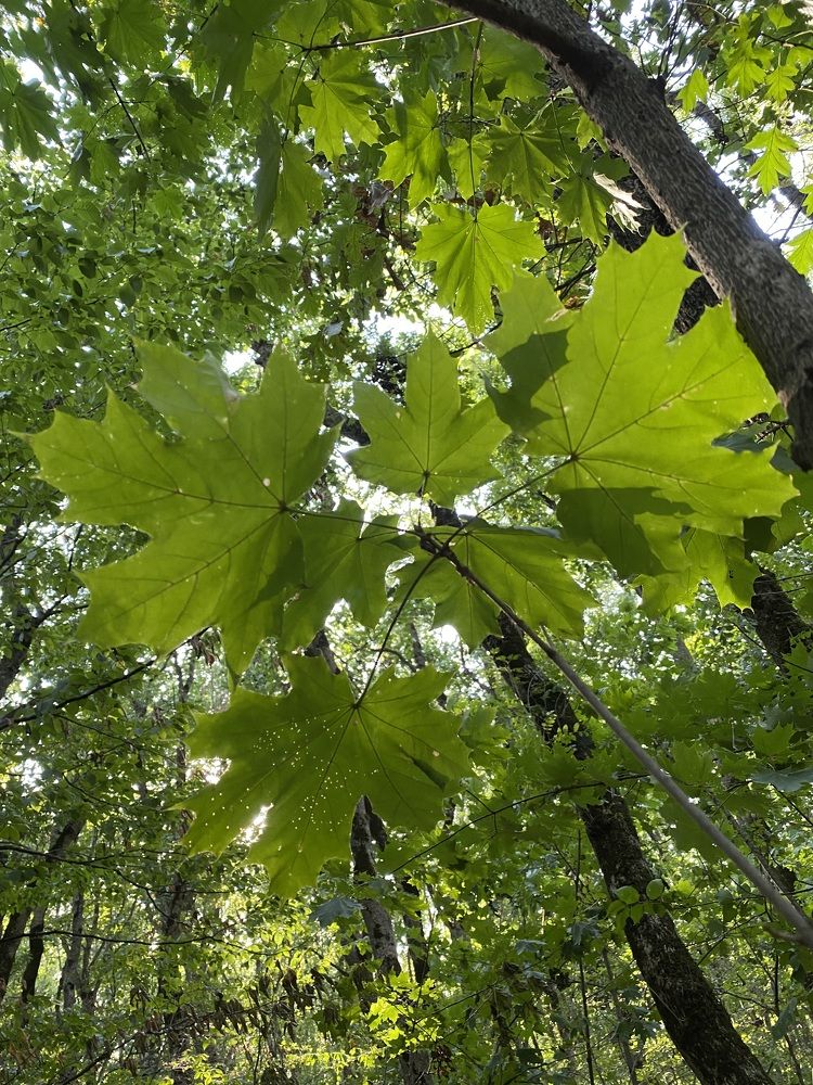 Photograph by Алиса Лукина