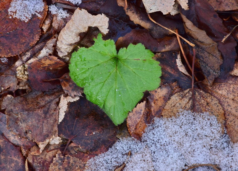 Средь опавшей листвы.