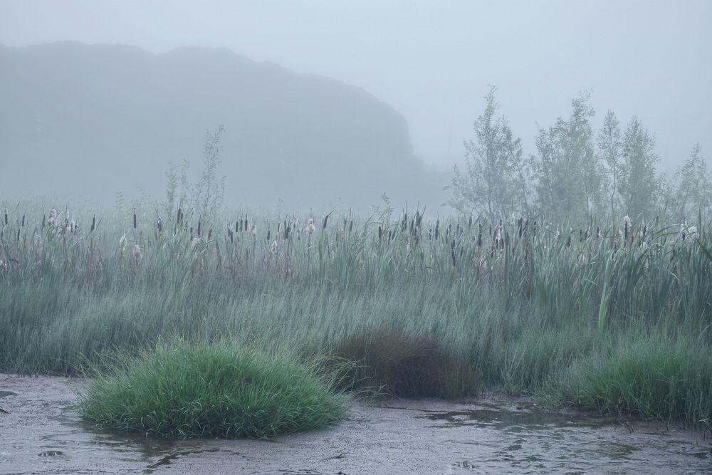 Утро у пруда.