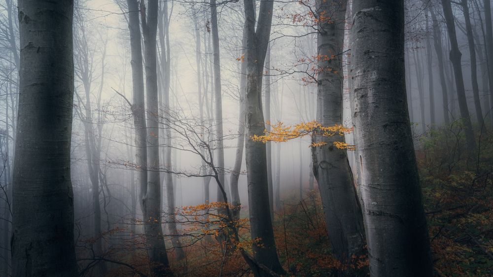 Photograph by Georgi Nunev