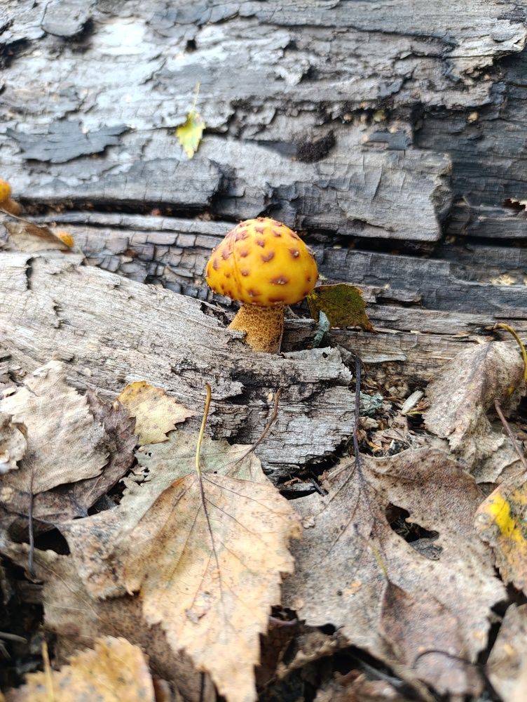 Фотография автора Екатерина Полякова