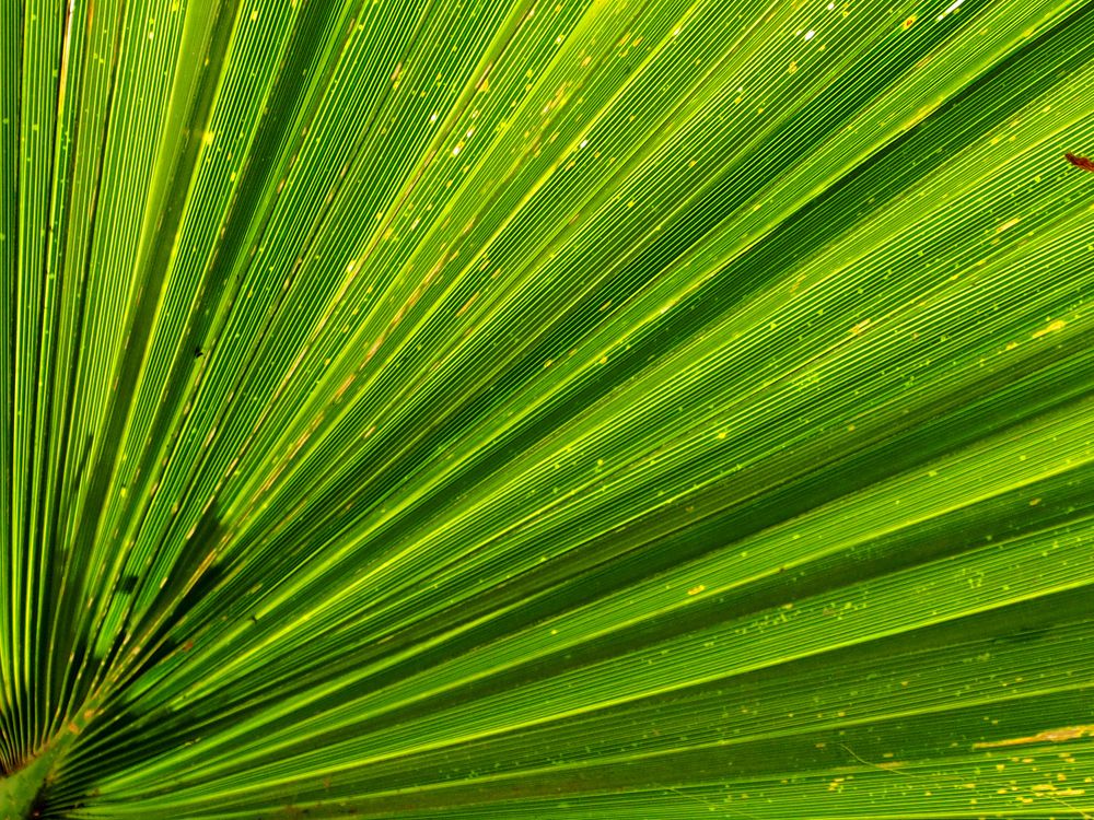 Photograph by Abdolreza Aleagha