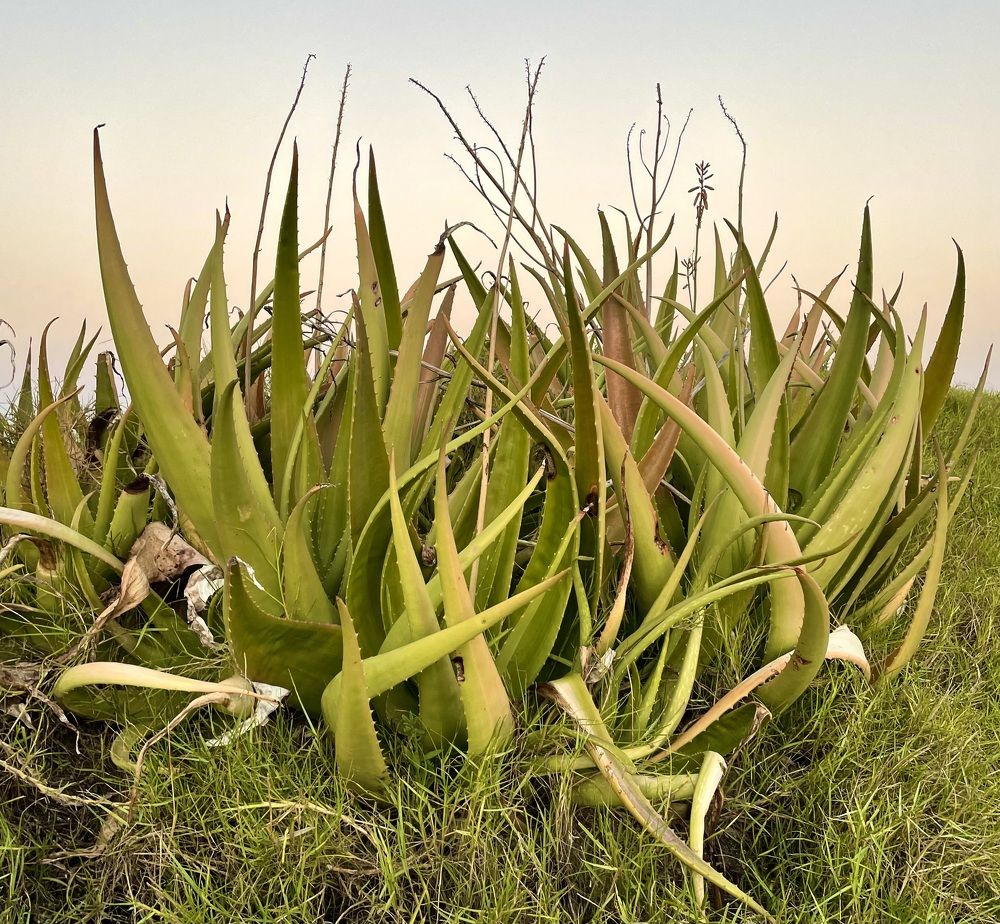 Aloe Vera