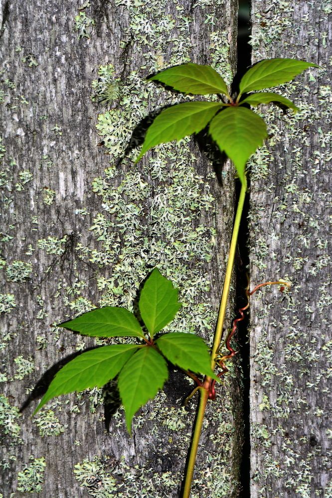 Стремление вверх