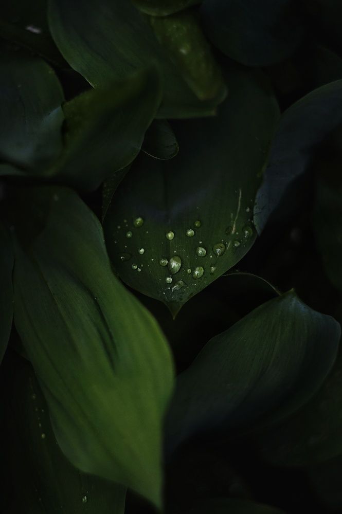 Photograph by Наталья Шленкина