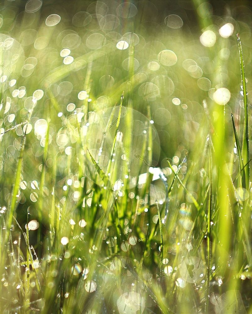 Photograph by Евсеева Валентина