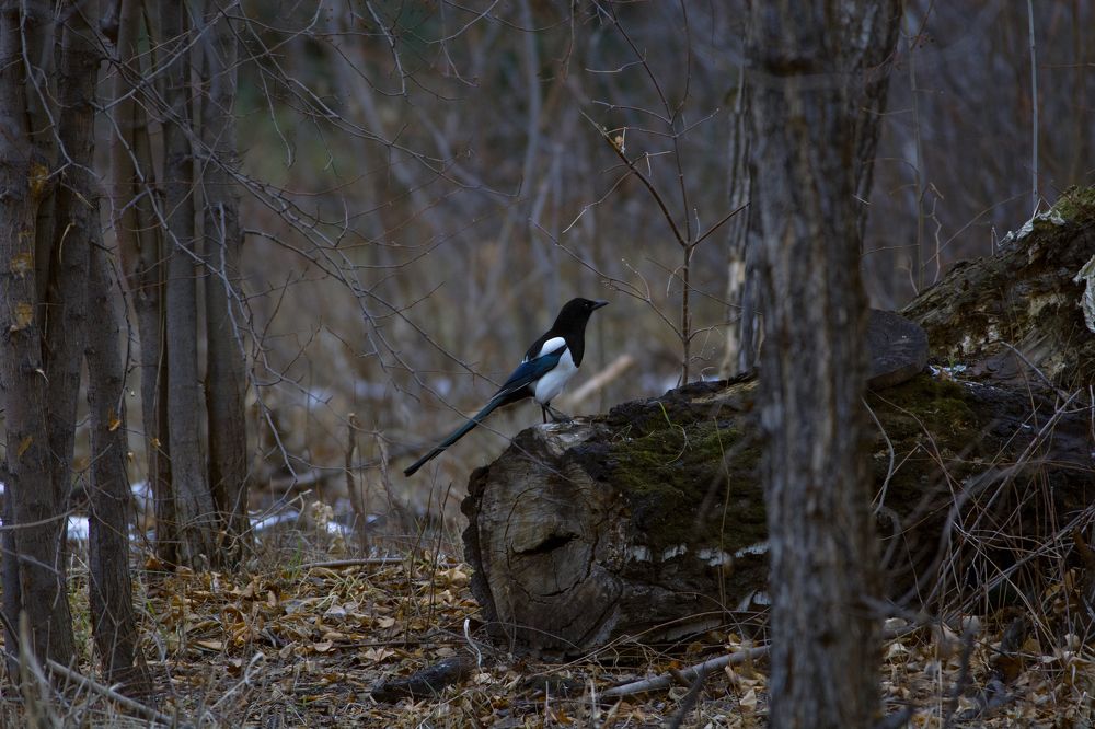 Photograph by Александр Перегудов