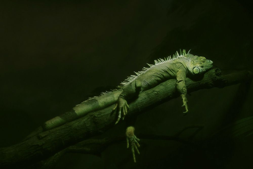 Photograph by Raed Victor Saad