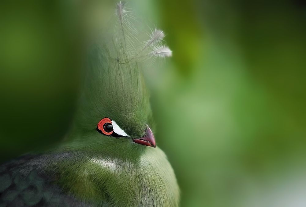 Photograph by Raed Victor Saad