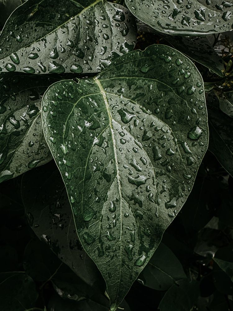 Photograph by Мария Петрова