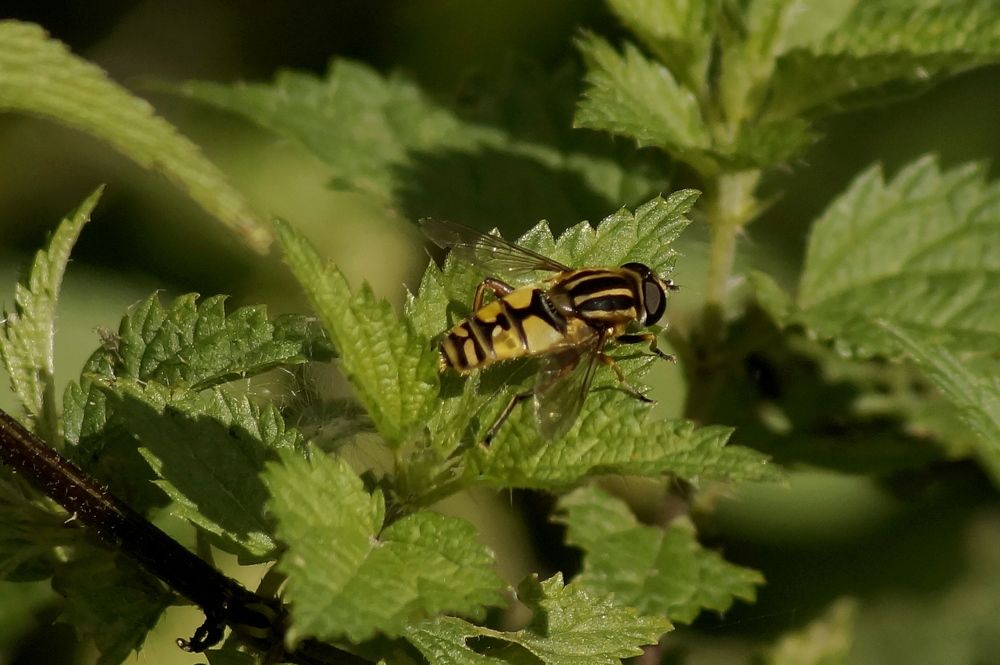 Фотография автора Jevgeni Filimonov