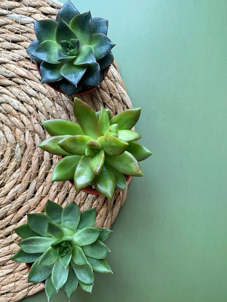 Photograph by Станислава Садыкова