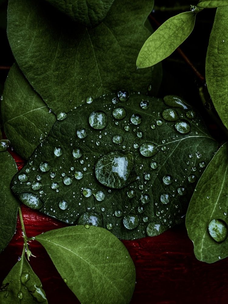 Photograph by Anastasia Astakhova