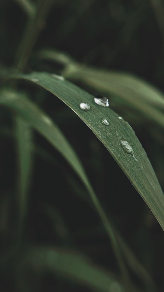 Фотография автора Анна Морозова