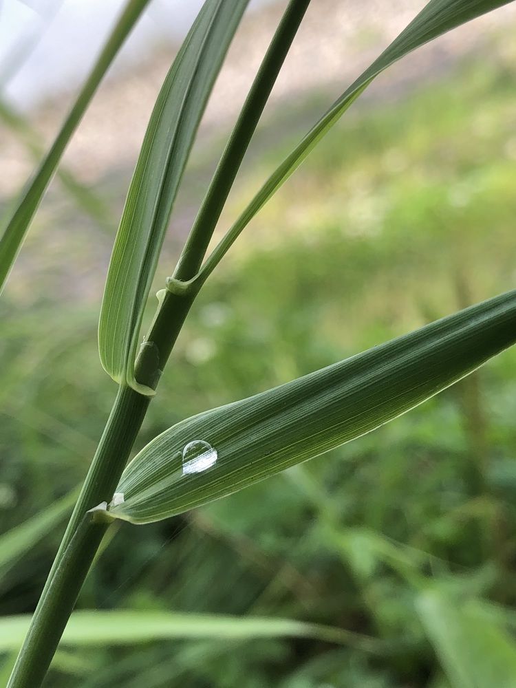 Фотография автора Светлана Гончарова