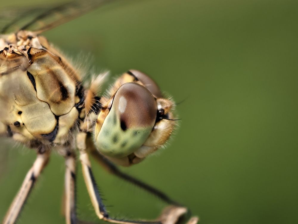 Photograph by Kate Maximenko