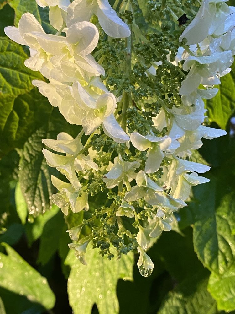 Фотография автора Бакалова Ирина