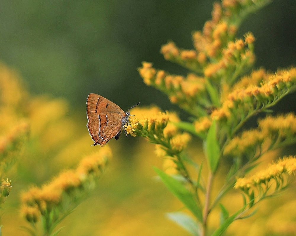 Photograph by Svetlana Gubanova