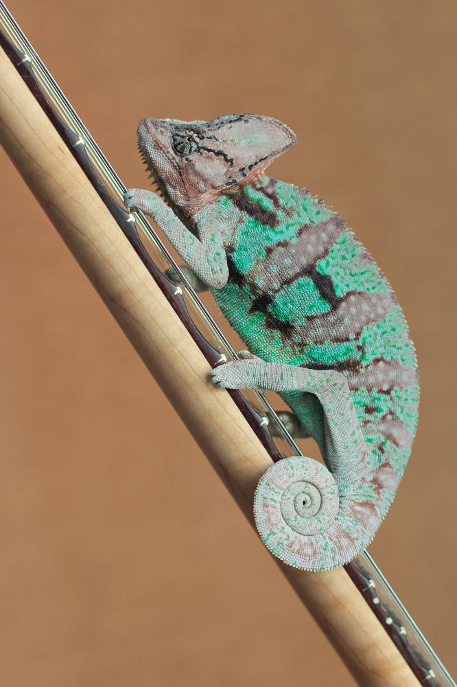 Скалопированная "ветка"