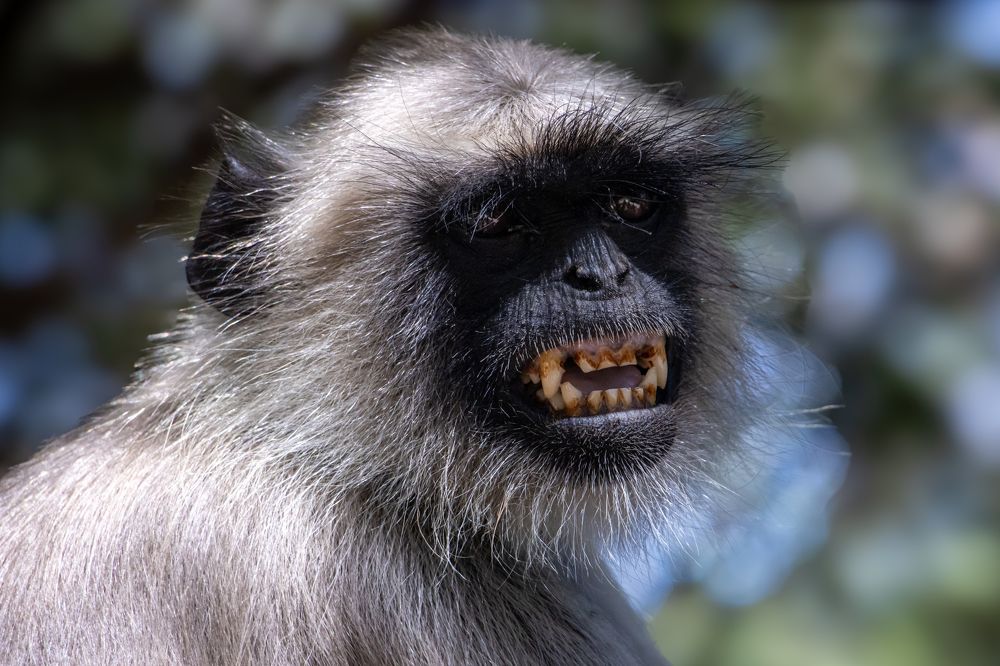 Photograph by Sugha Bapodara