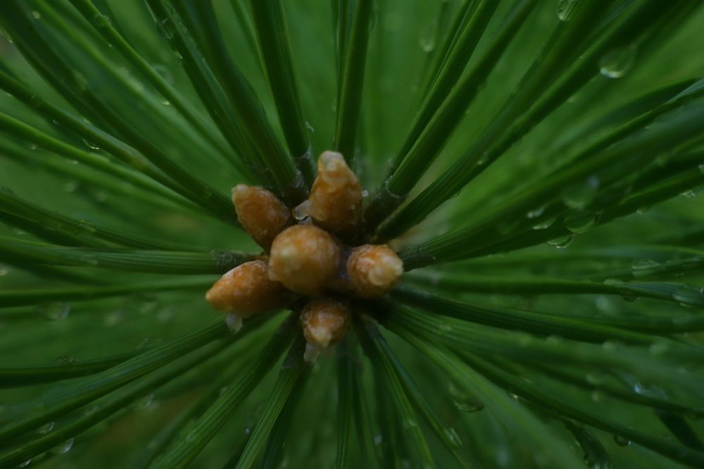 Photograph by Елена Змейкова