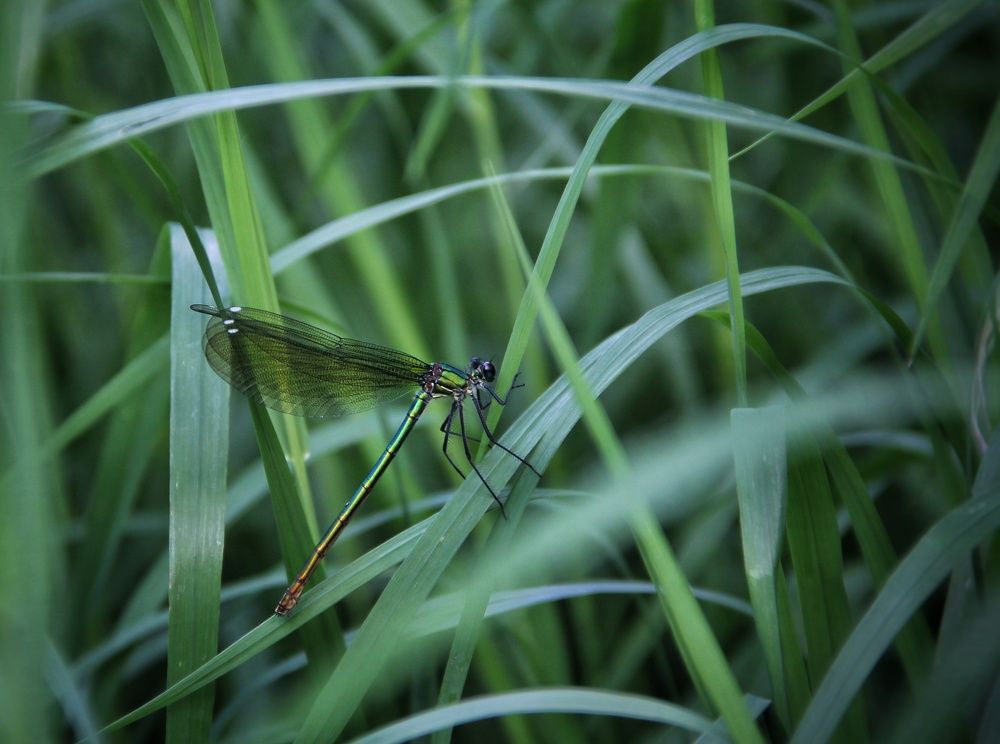 Photograph by Ярославна