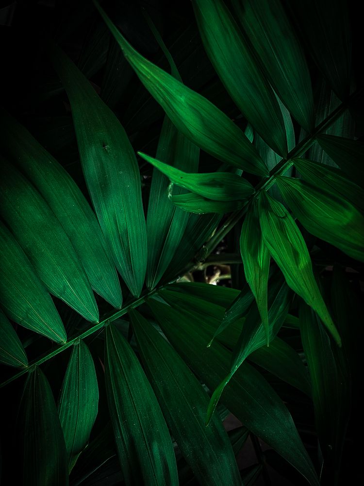 Photograph by Анна Пигулевская