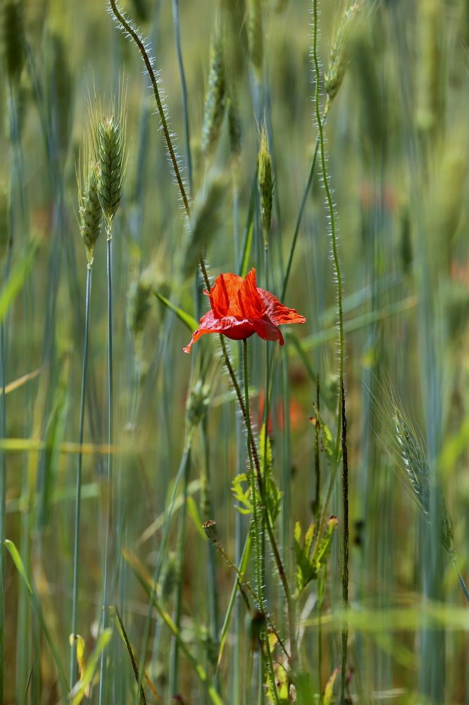 Photograph by Унку Юрий