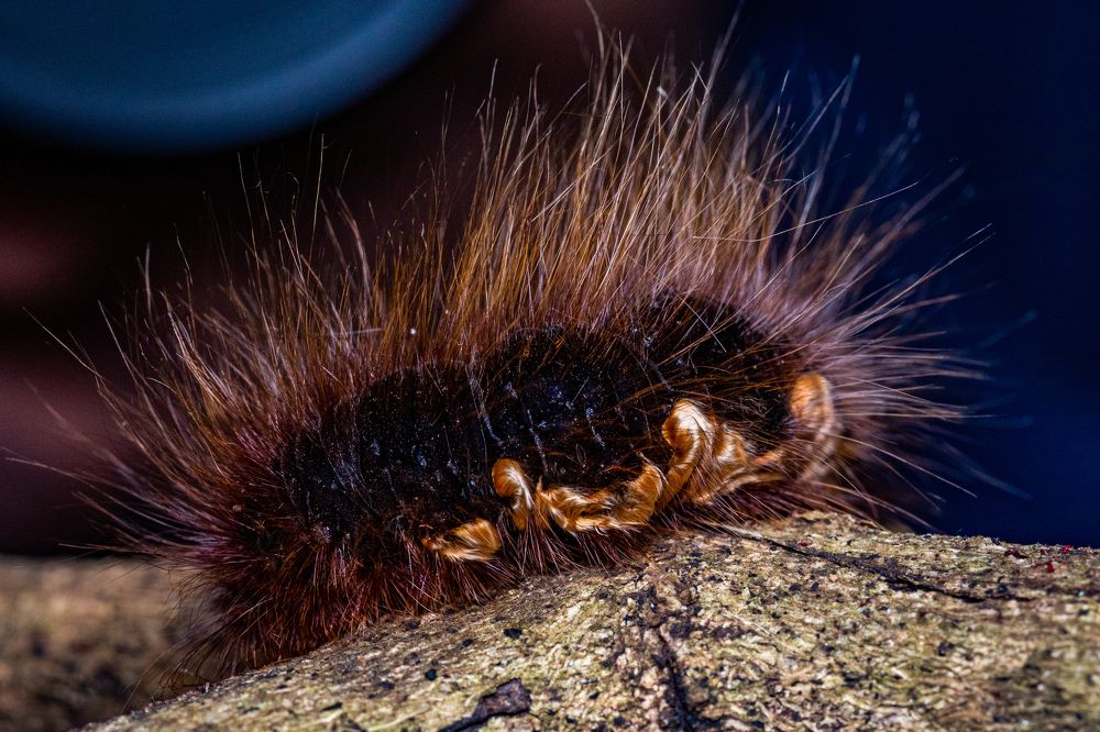 Photograph by Trivet Antony