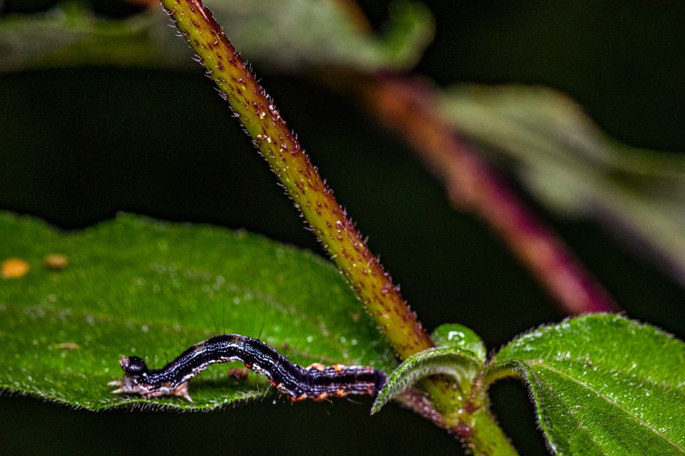 Photograph by Trivet Antony