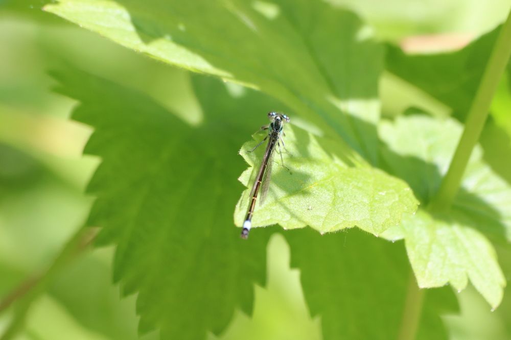 Photograph by Елена Иванкина