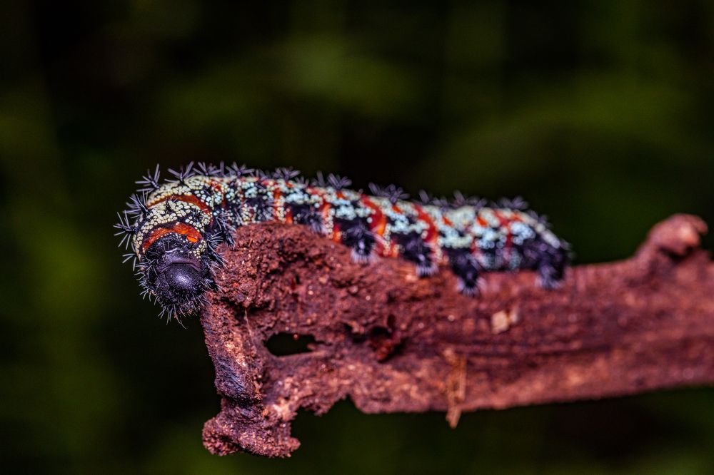 Photograph by Trivet Antony