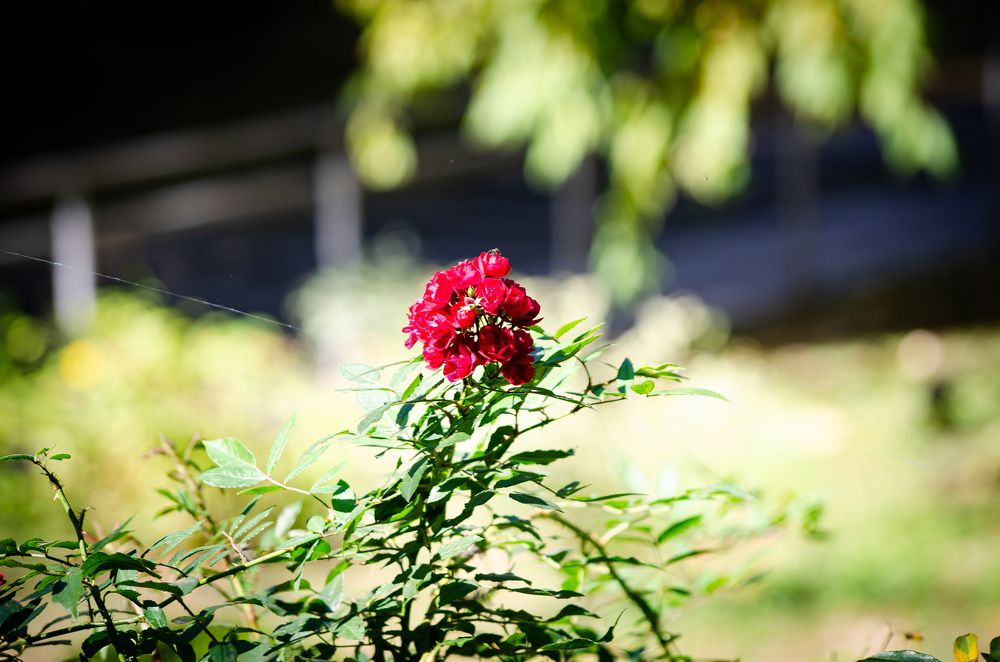 Photograph by Mishel Photographer