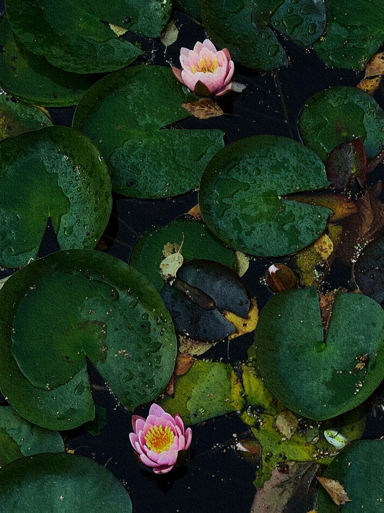 Photograph by Pavlova Maria
