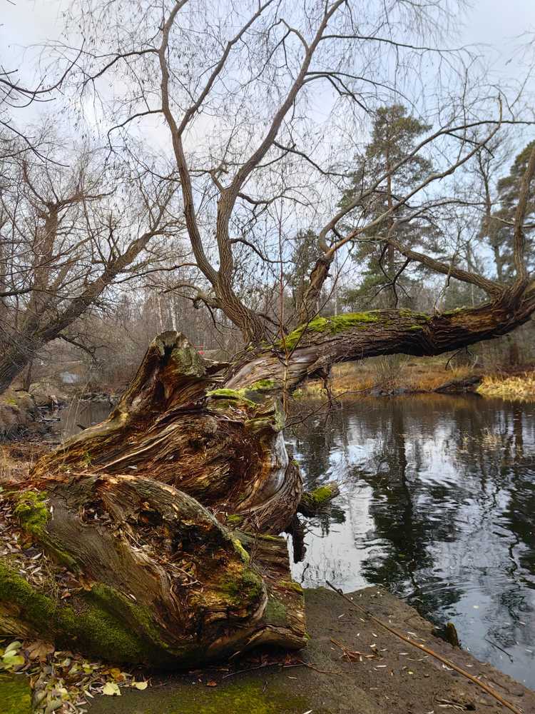 Photograph by Елена Волкова