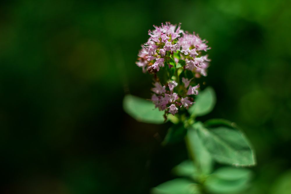 Фотография автора Анна Переверзева