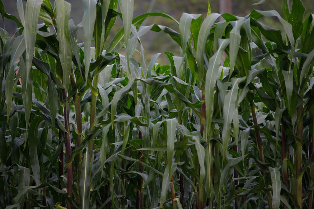 Photograph by Евфросиния Капустина