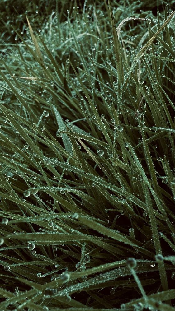 Photograph by Светлана Родионова