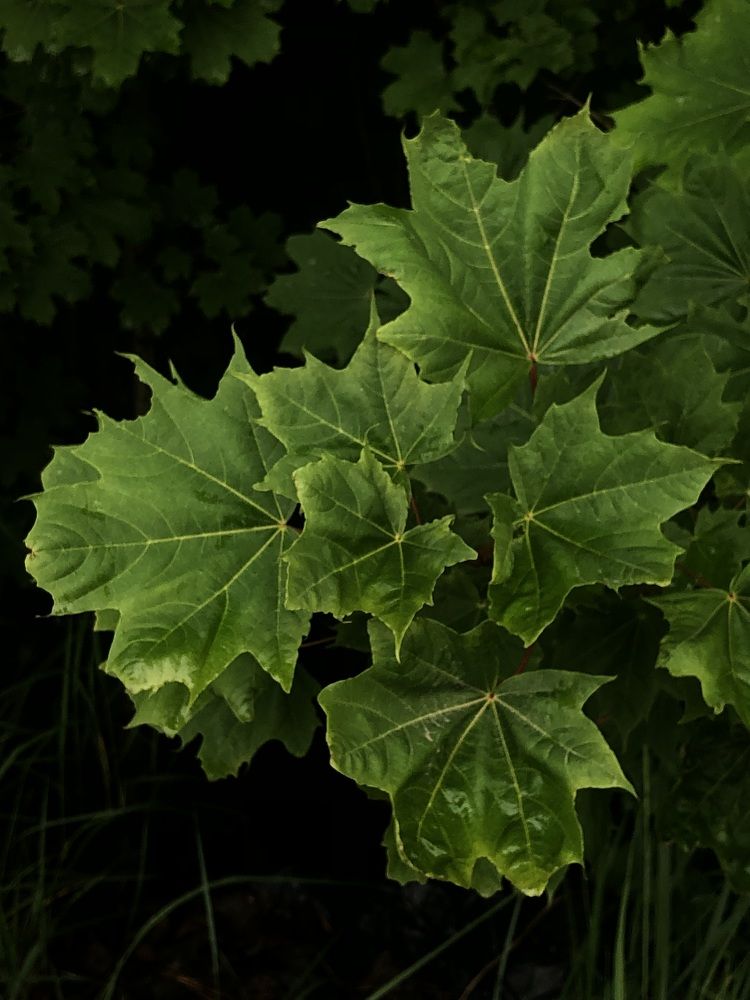 Photograph by Светлана Долганова